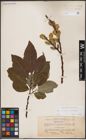Foto von Salix caprea L. x Salix silesiaca Willd.